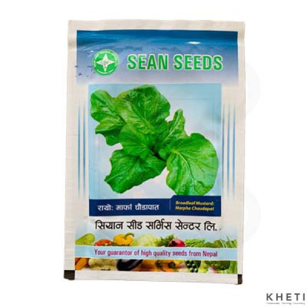 Broadleaf Mustard (Marpha Chaudapaat) 