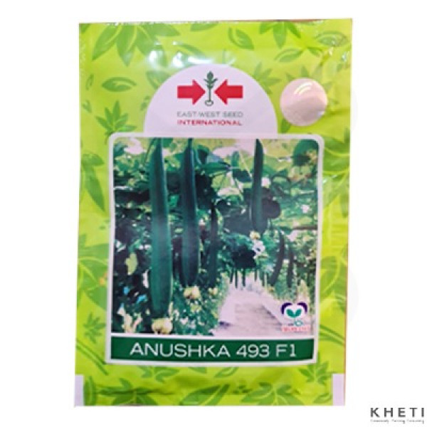 Ghiraula- Anushka 493 