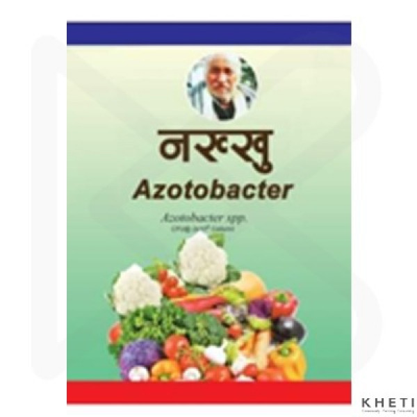 Azotobacter 