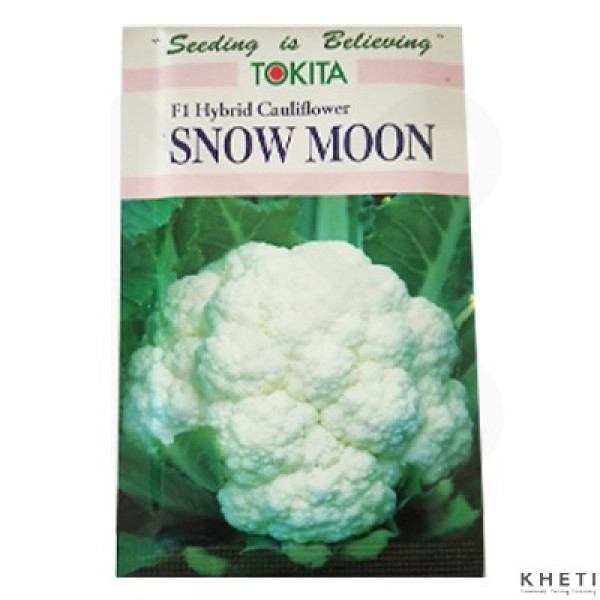 Cauliflower_SnowMoon (Fulkopi ko Biu) 