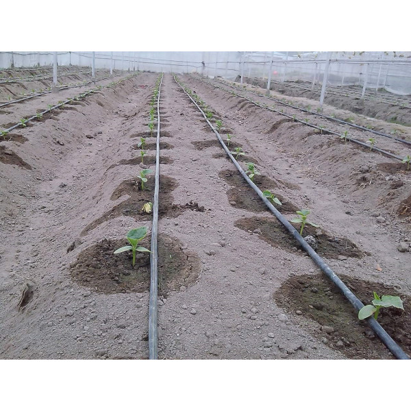 THOPA SINCHAI SET  (6*15 sq m) 