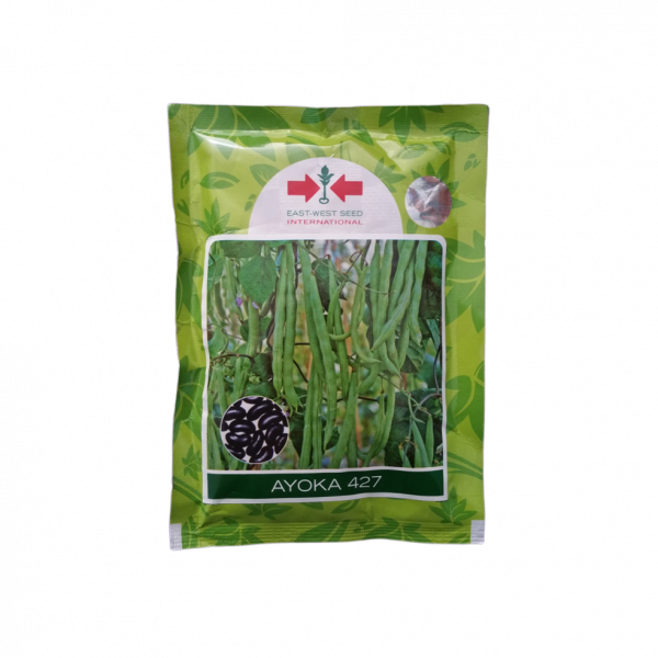 French Bean_Ayoka427 (Simi ko biu)