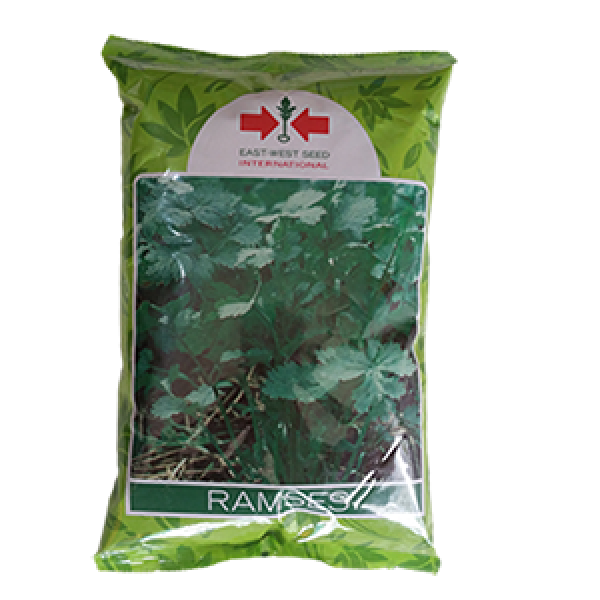 Coriander_Ramses (Dhaniya ko Biu) 