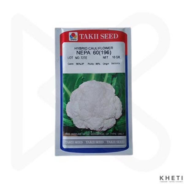 Cauliflower_Nepa 60(196) (Fulkopi Ko Biu) 