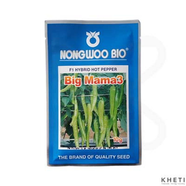 Hot Pepper_BigMama3 (Khursani Ko Biu) 