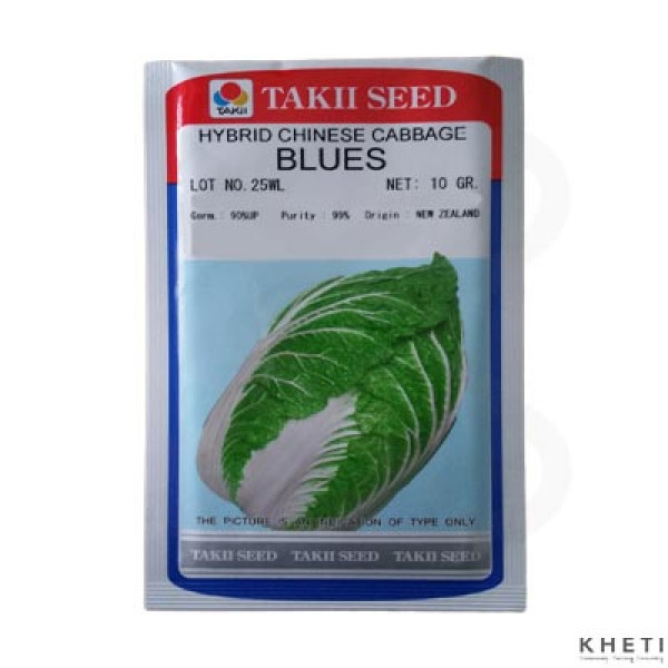 Chinese Cabbage_Blues (Bandakopi Ko Biu) 