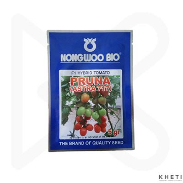 Tomato_Pruna (Tamater Ko Biu) 