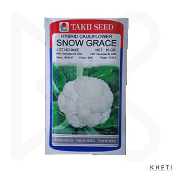 Cauliflower_SnowGrace (Fulkopi Ko Biu) 