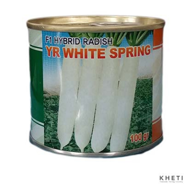 Radish_YR White Spring