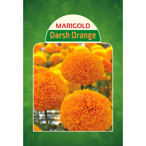 Marigold Darsh Orange
