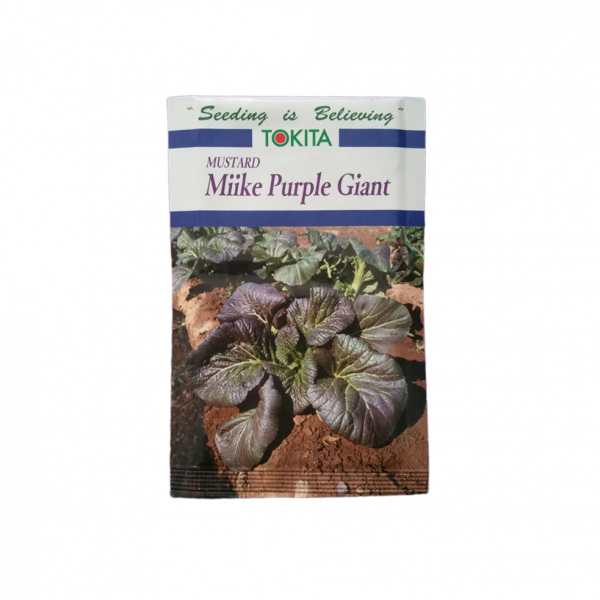 Rayo Seed (Mike Purple Giant) 