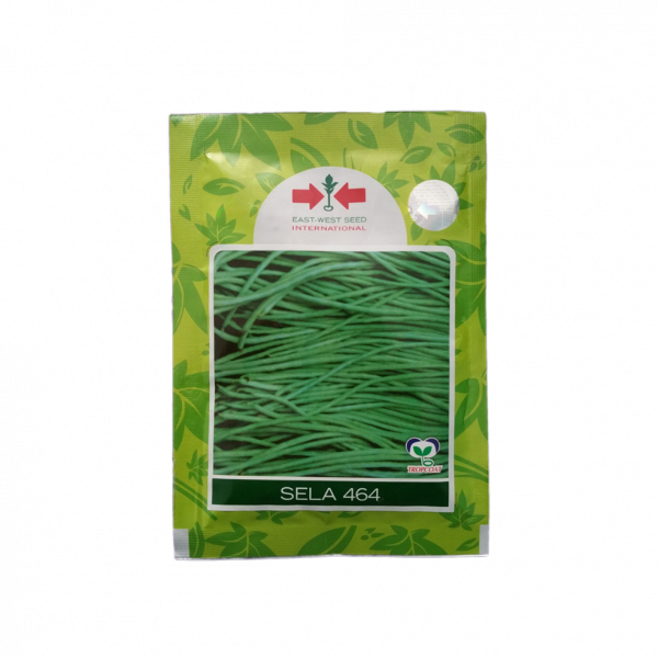Yard Long Bean_Sela464 (Bodi Ko Biu)