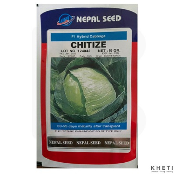 Cabbage_Chitize (Bandakopi Ko Biu)  